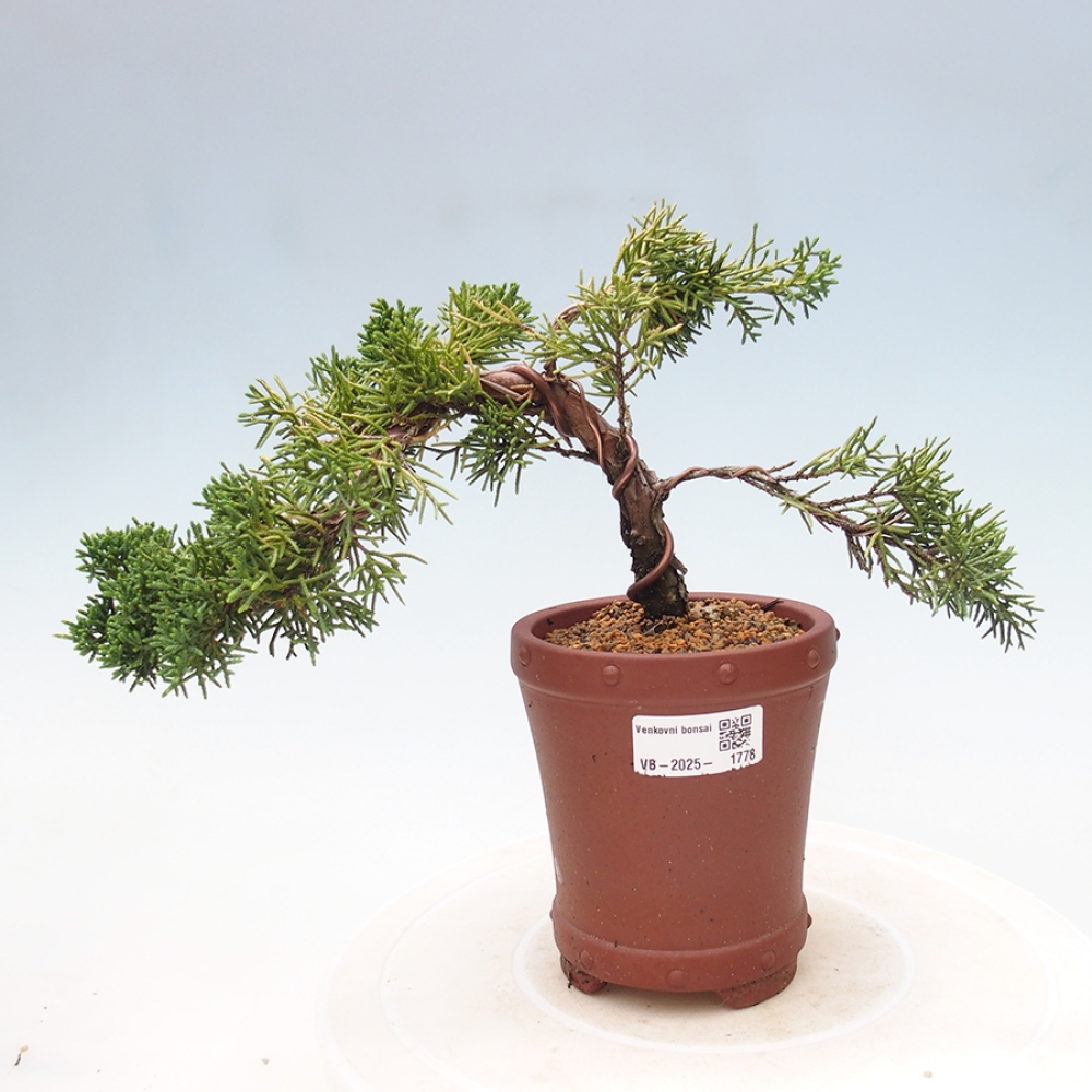 Bonsai zewnętrzne - Juniperus chinensis Kishu - Jałowiec chiński