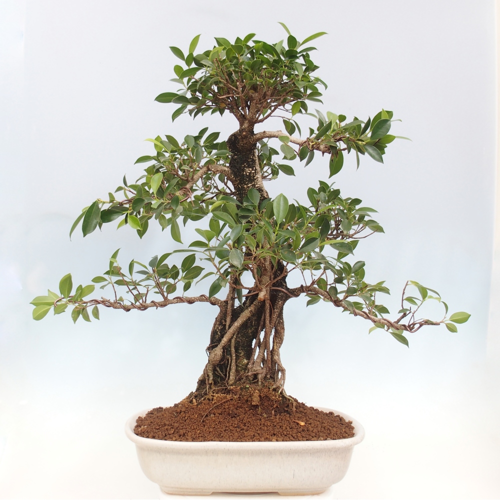 Bonsai pokojowe - Ficus kimmen - figowiec drobnolistny - WYŁĄCZNIE ODBIÓR OSOBISTY lub transport paletowy