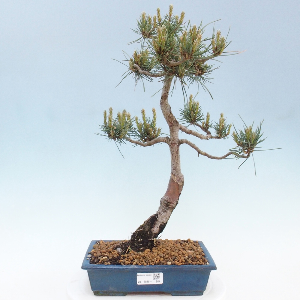 Outdoor bonsai - Pinus Sylvestris - sosna zwyczajna