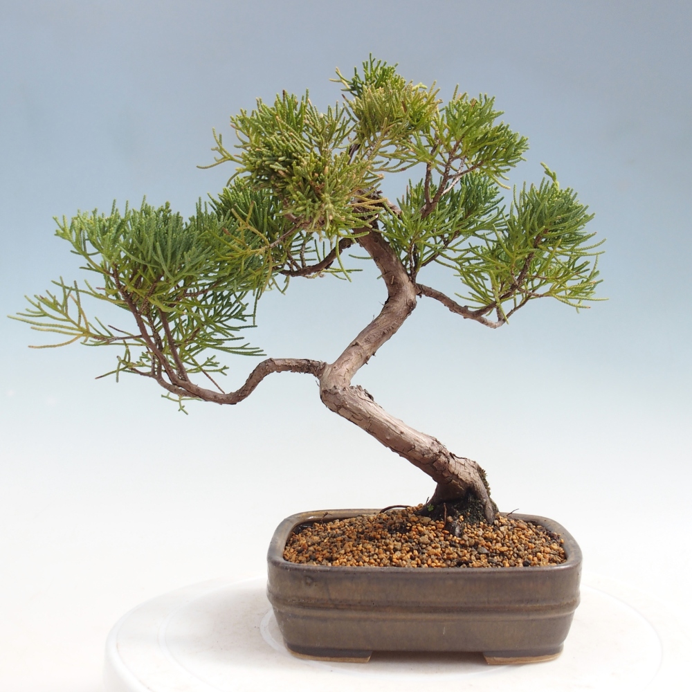 Outdoor bonsai - Juniperus chinensis Kishu