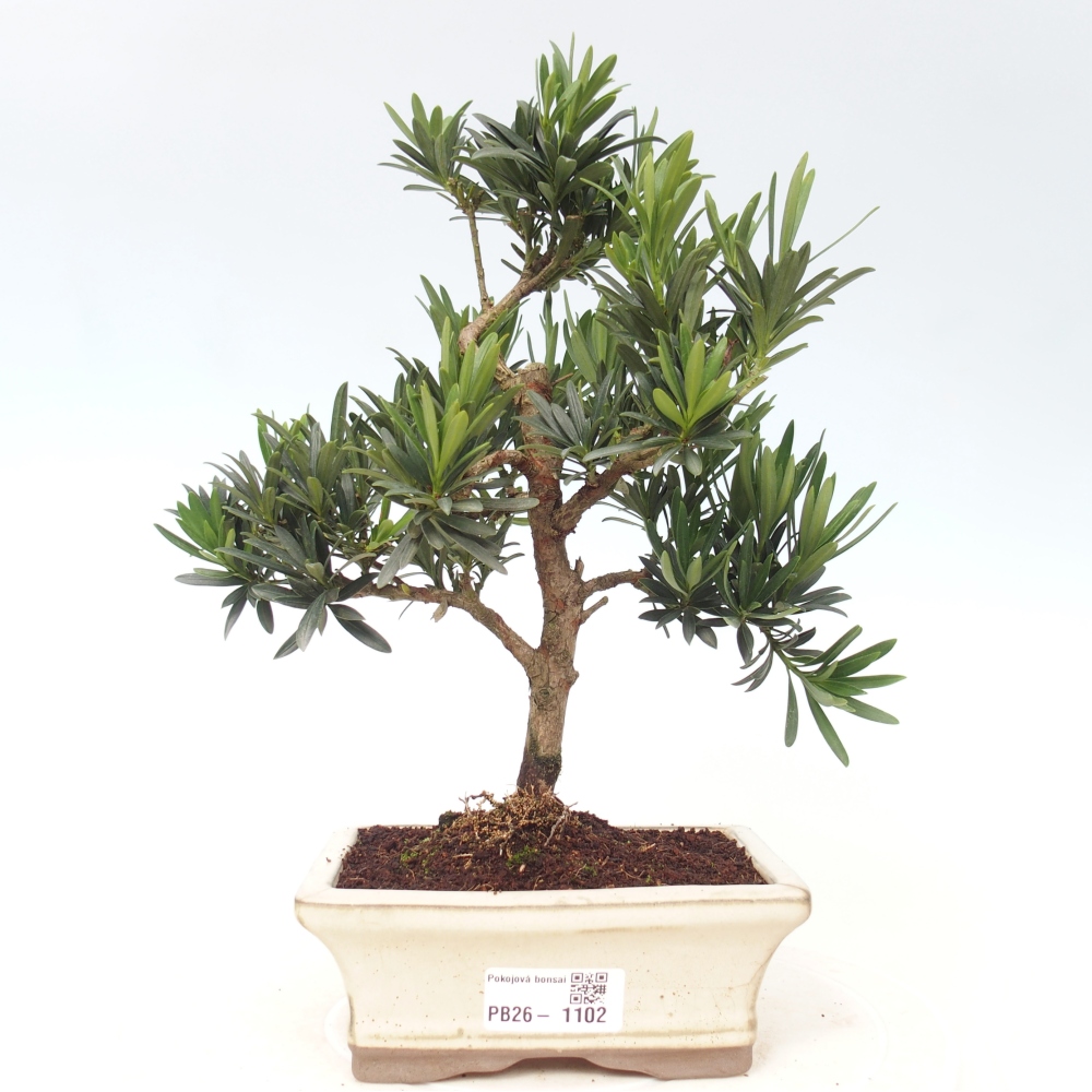 Pokój bonsai - Podocarpus - Kamienny cis