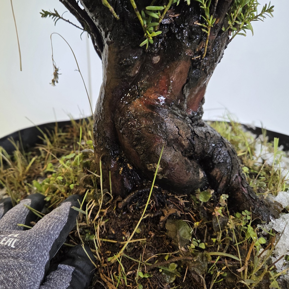 Outdoor bonsai cis japoński - Taxus cuspidata