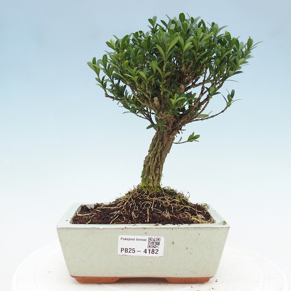 Pokój bonsai - Buxus harlandii - buxus korkowy