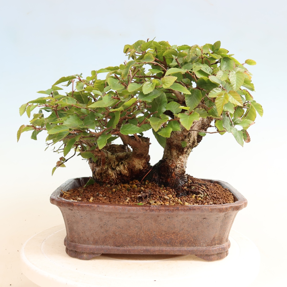 Outdoor bonsai - Carpinus CARPINOIDES - grab koreański