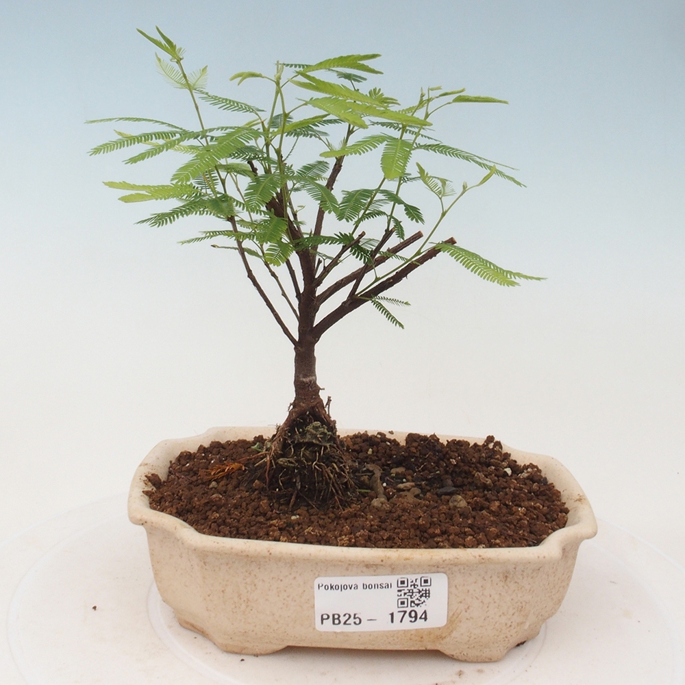 Pokój bonsai-Calliandra surinamensis Dixie Pink - Kaliandra z Surii