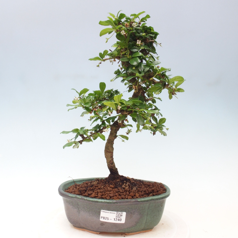 Pokój bonsai - Carmona macrophylla - Tea fuki