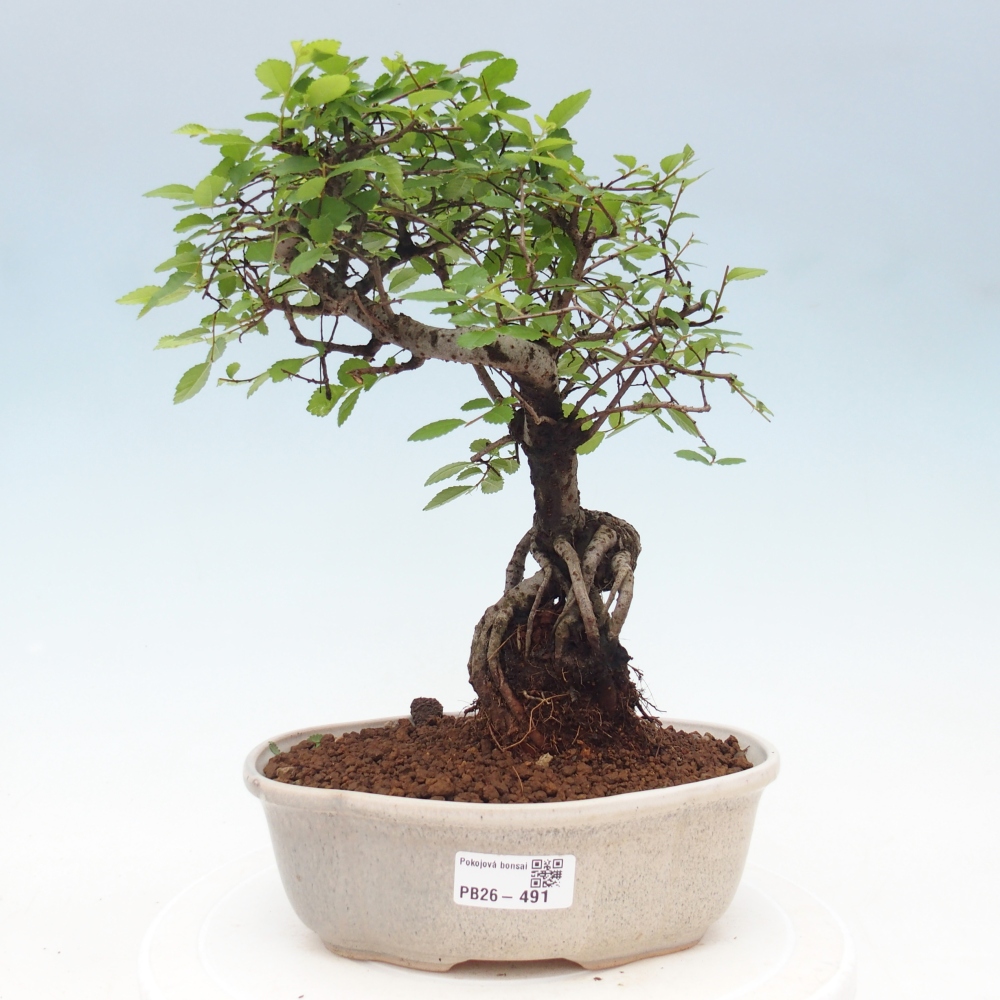Pokój bonsai - Ulmus parvifolia - Wiąz drobnolistny
