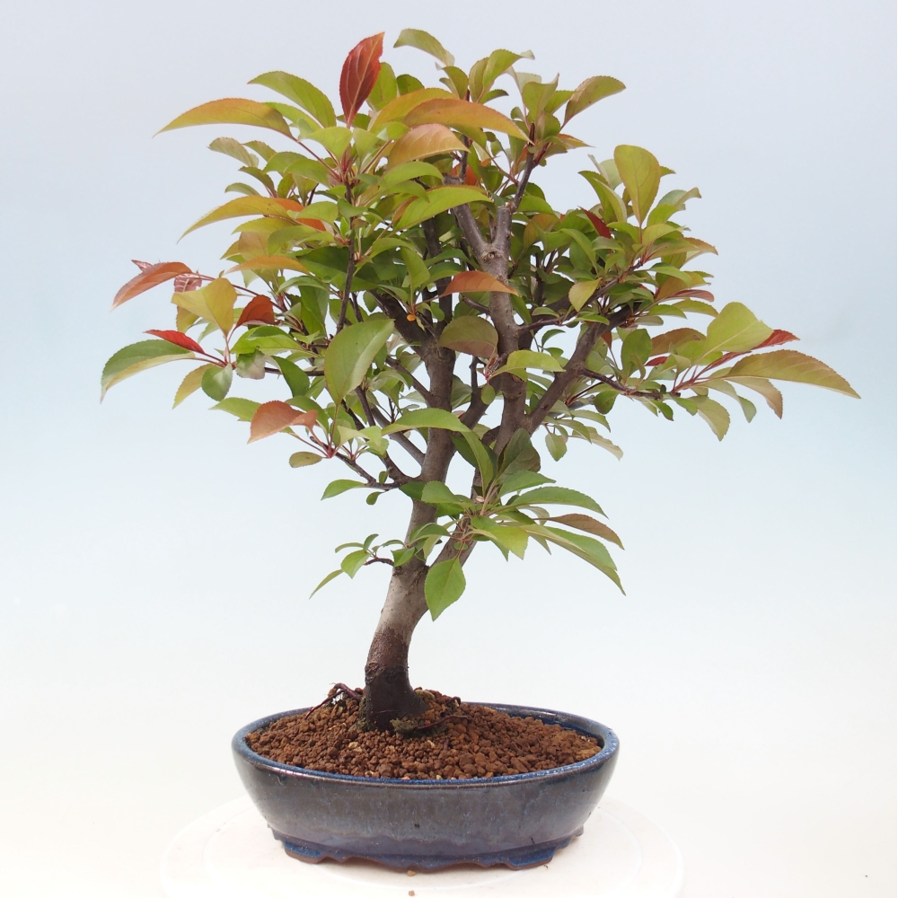 Bonsai zewnętrzne - Malus domowy - Jabłoń czerwonolistna o drobnych owocach