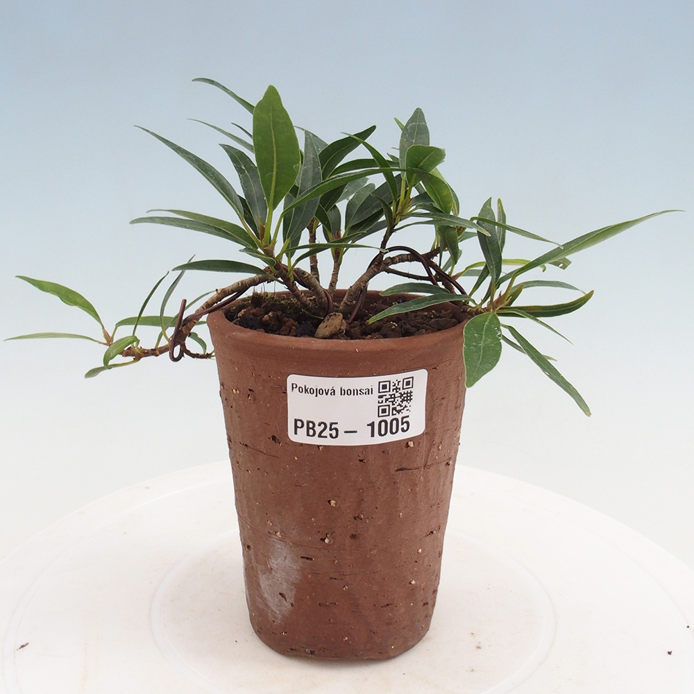 Bonsai wewnętrzne - Ficus nerifolia - figowiec drobnolistny