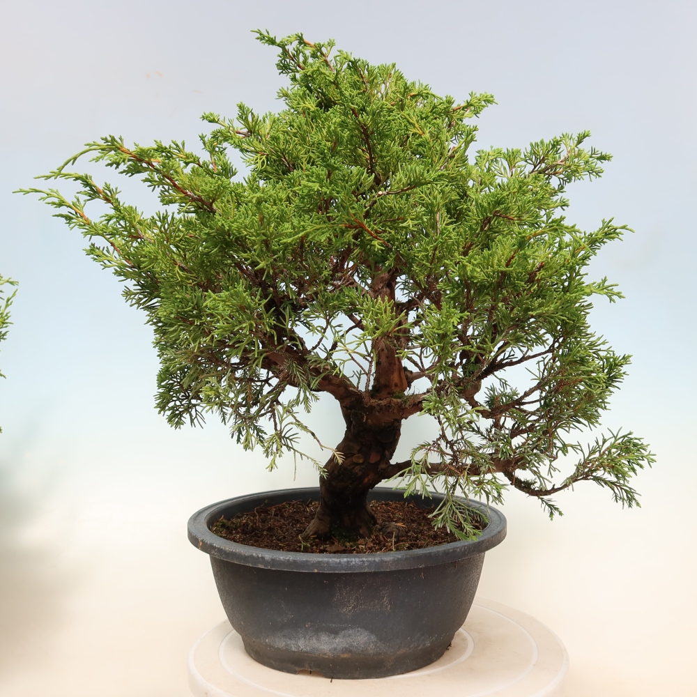 Bonsai ogrodowe – Juniperus chinensis Itoigawa – jałowiec chiński