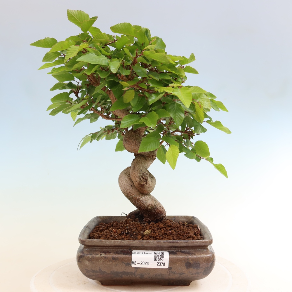 Outdoor bonsai - Carpinus coreana - grab koreański