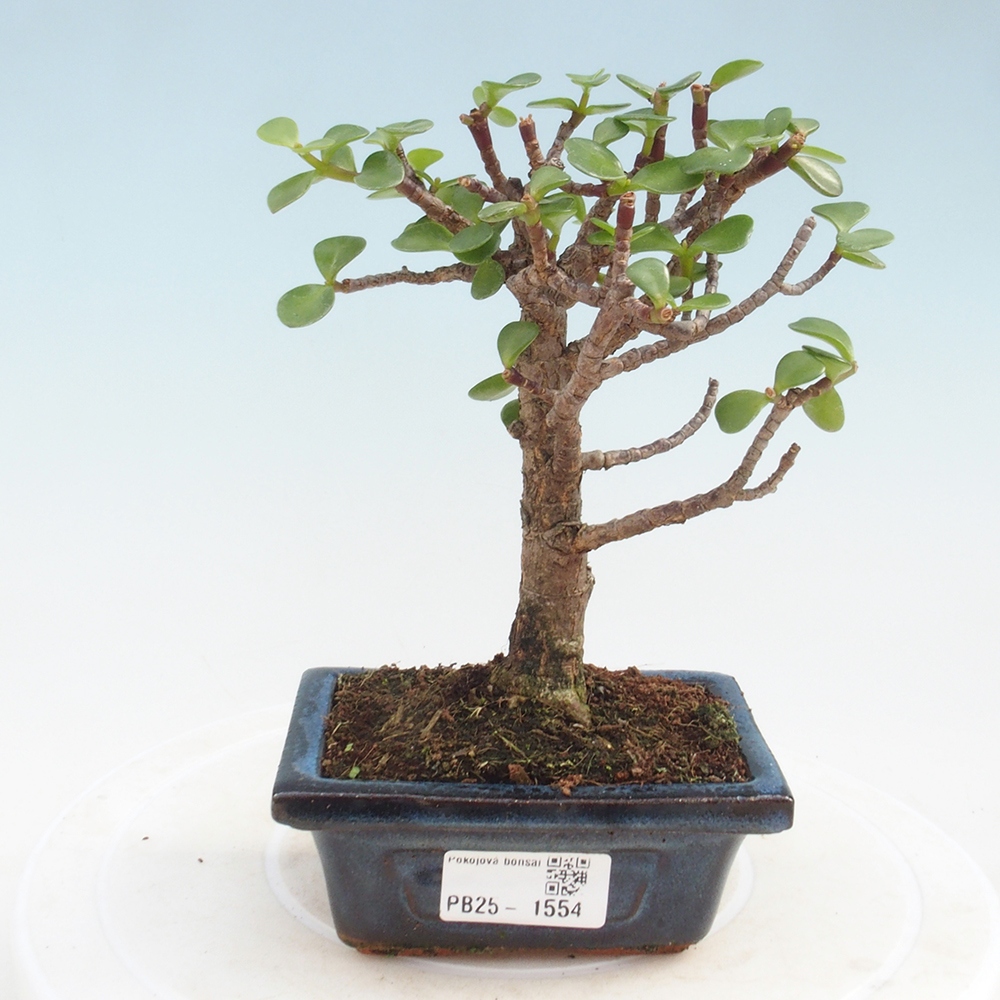 Kryte bonsai - Portulakaria Afra - Tlustice