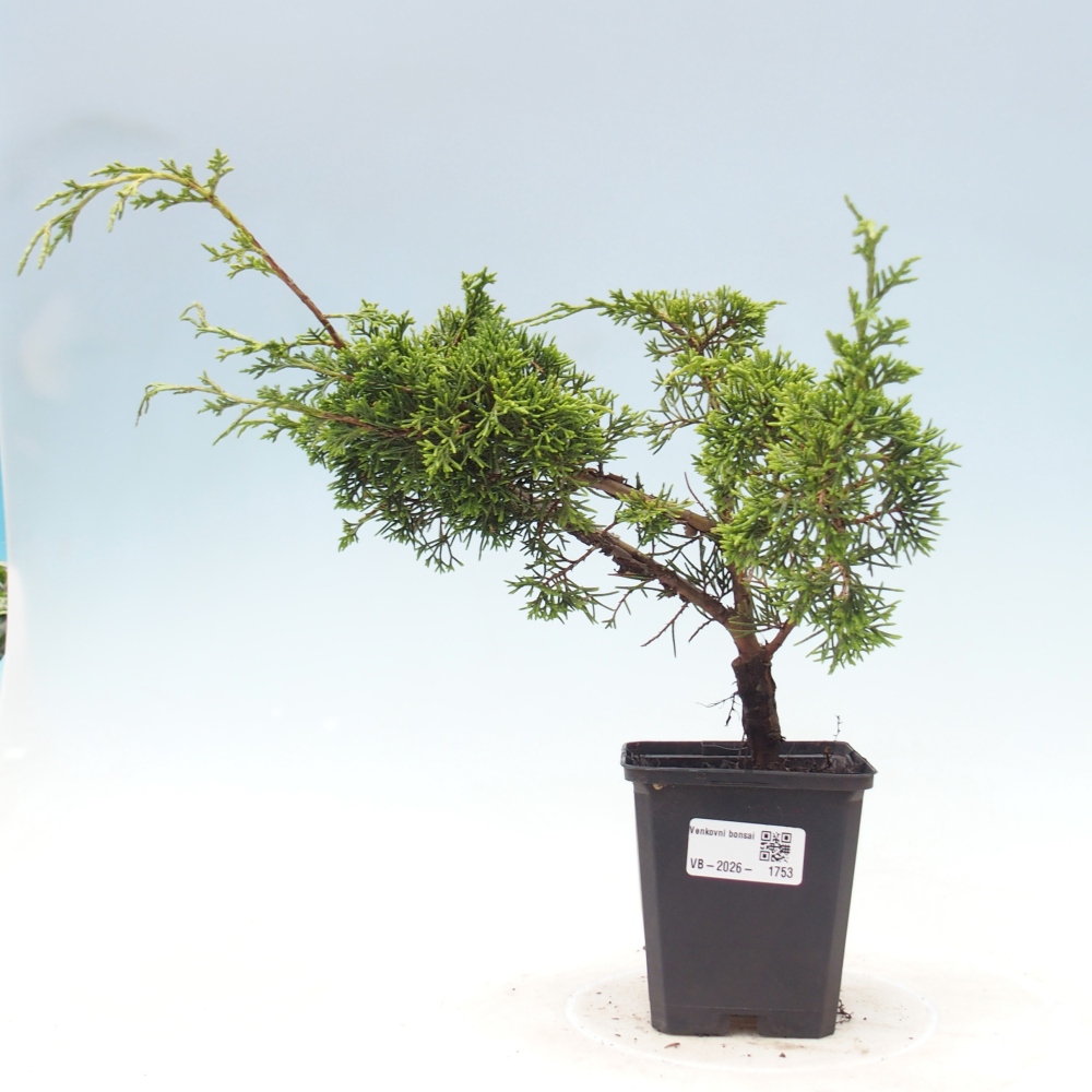 Outdoor bonsai - Juniperus chinensis Itoigawa