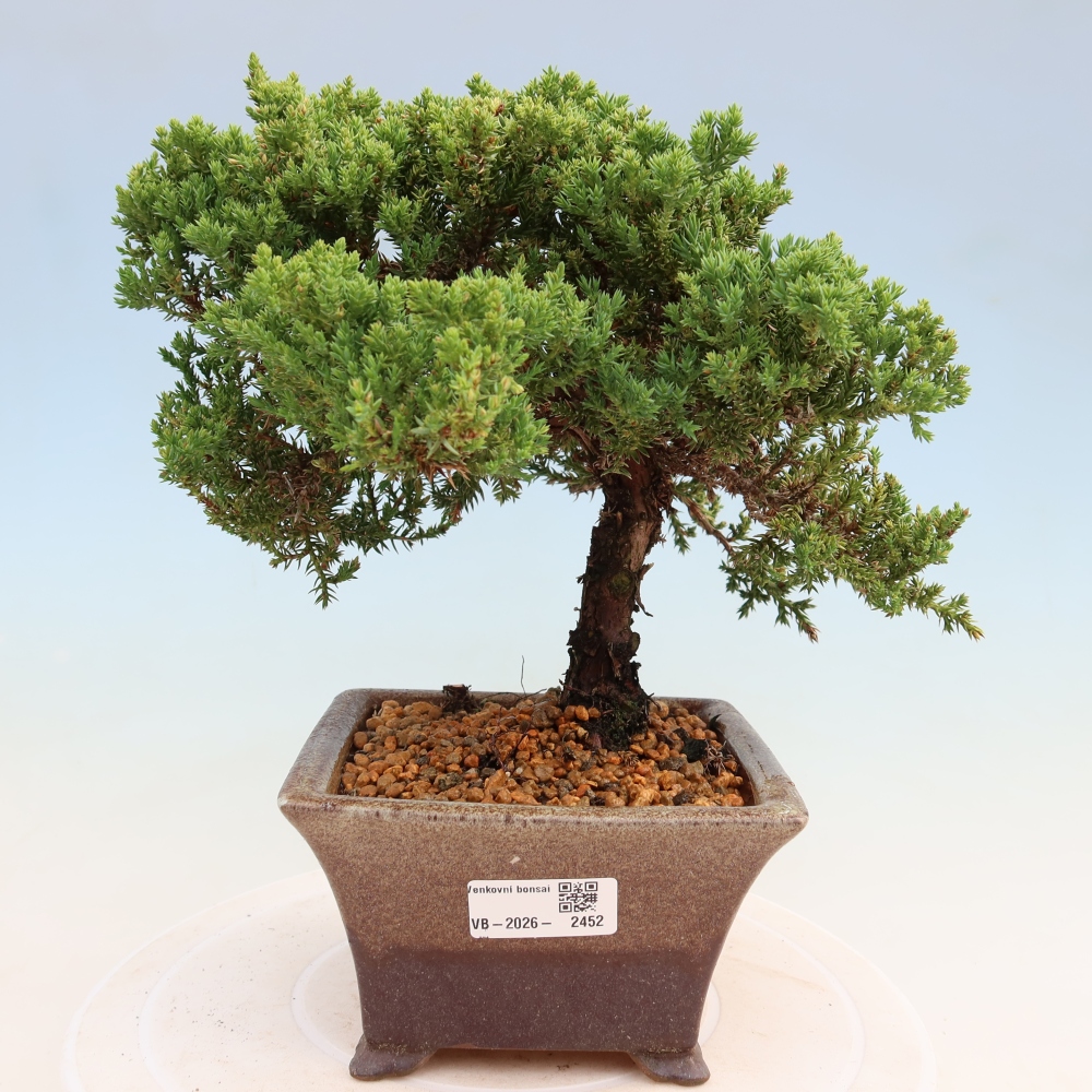 Bonsai ogrodowe – Juniperus procumbens – Jałowiec rozłożysty