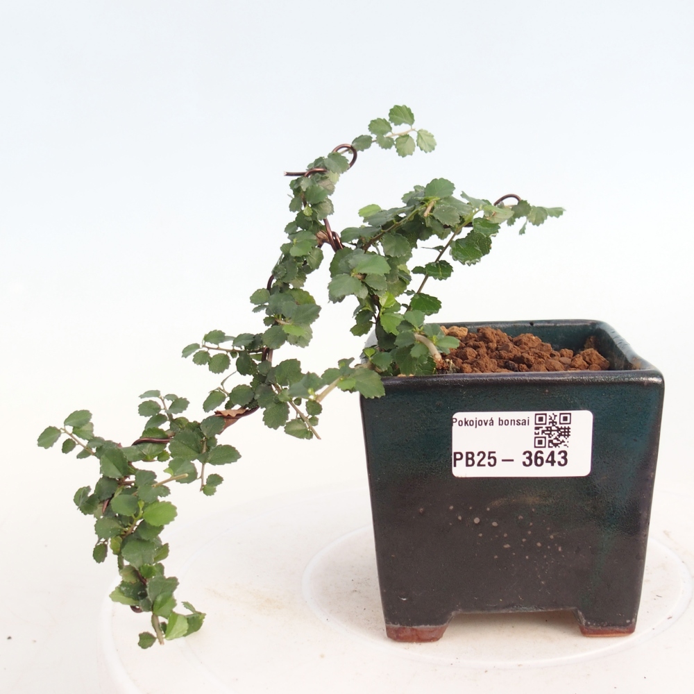 Pokój bonsai - Grewia sp. - Grewia malafolia