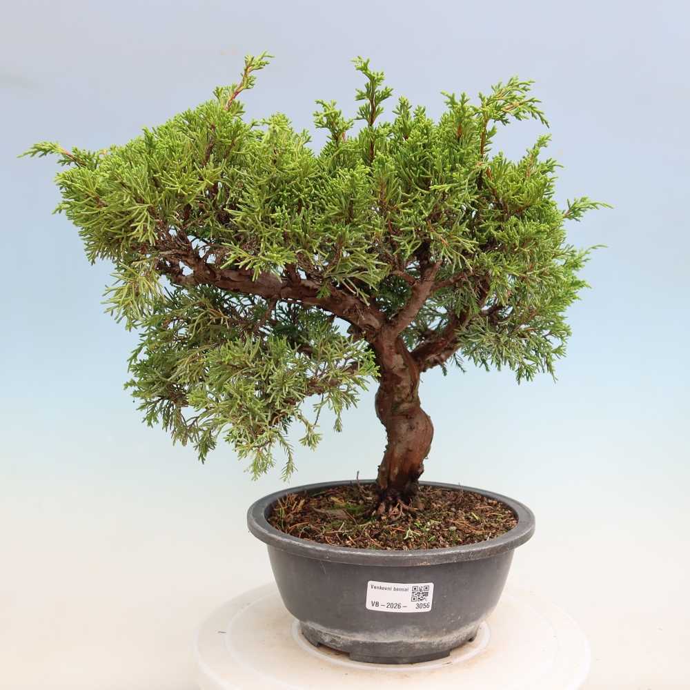 Bonsai ogrodowe – Juniperus chinensis Itoigawa – jałowiec chiński