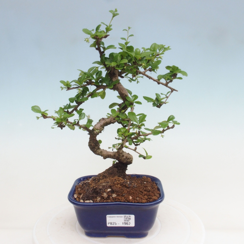 Bonsai wewnętrzne - Carmona makrophylla - Herbata Fuki
