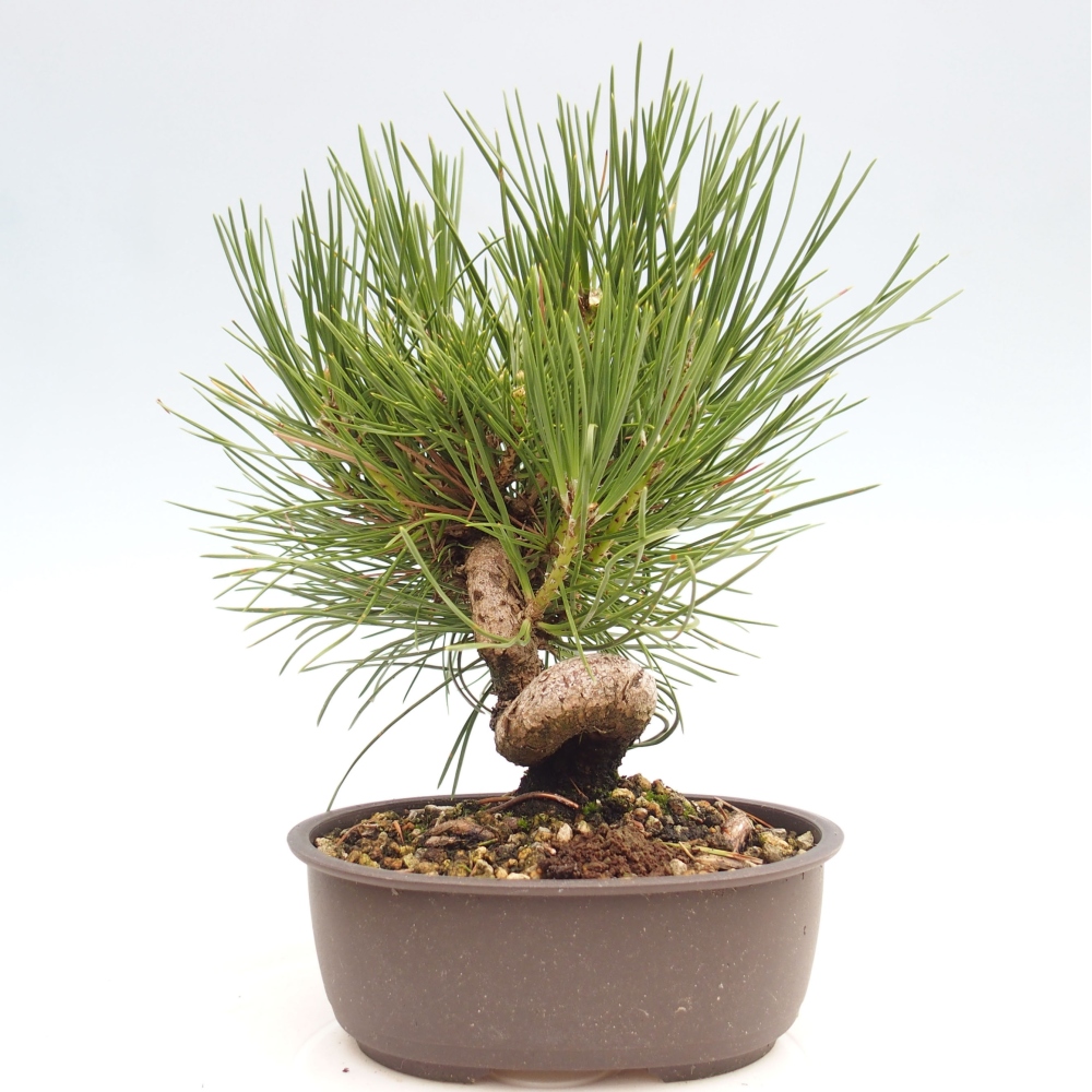 Bonsai ogrodowe - Pinus thunbergii - Sosna Thunbergia