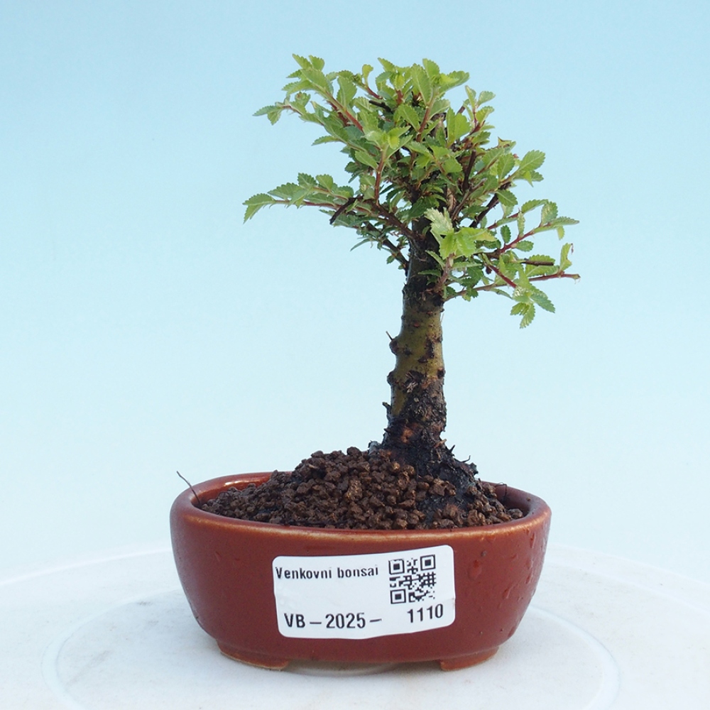 Bonsai zewnętrzne - Ulmus parvifolia Sagei - Wiąz drobnolistny