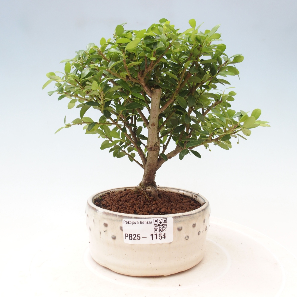 Kryty bonsai - Ilex crenata - Holly