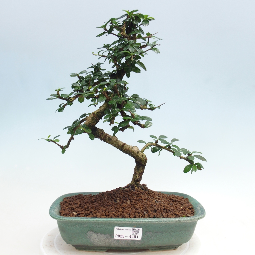 Bonsai pokojowe - Carmona macrophylla - Tea fuki
