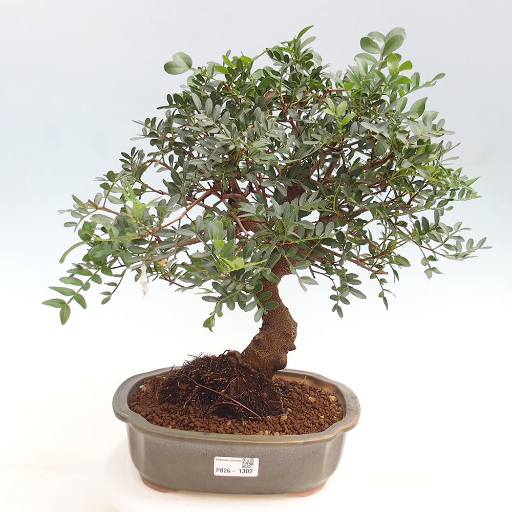 Bonsai pokojowe - Pistacja