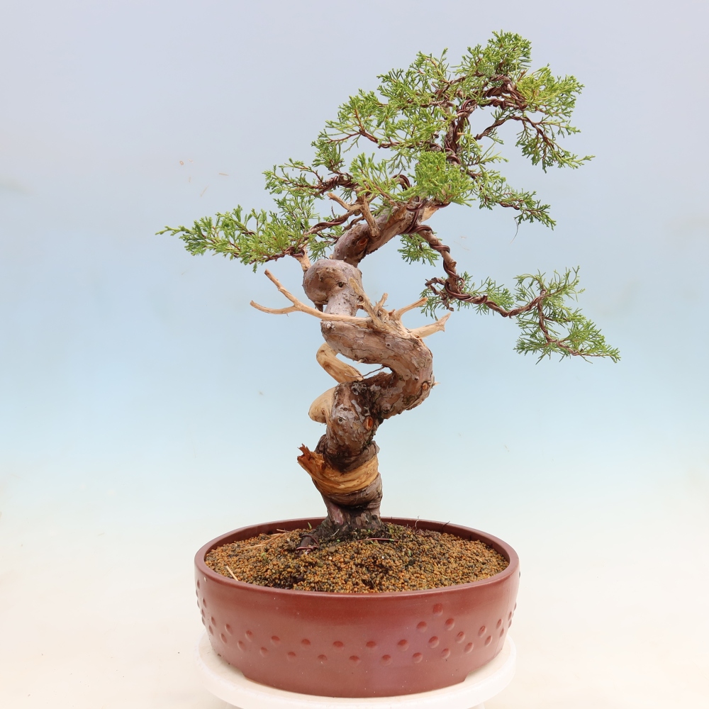 Bonsai ogrodowe – Juniperus chinensis Itoigawa – jałowiec chiński