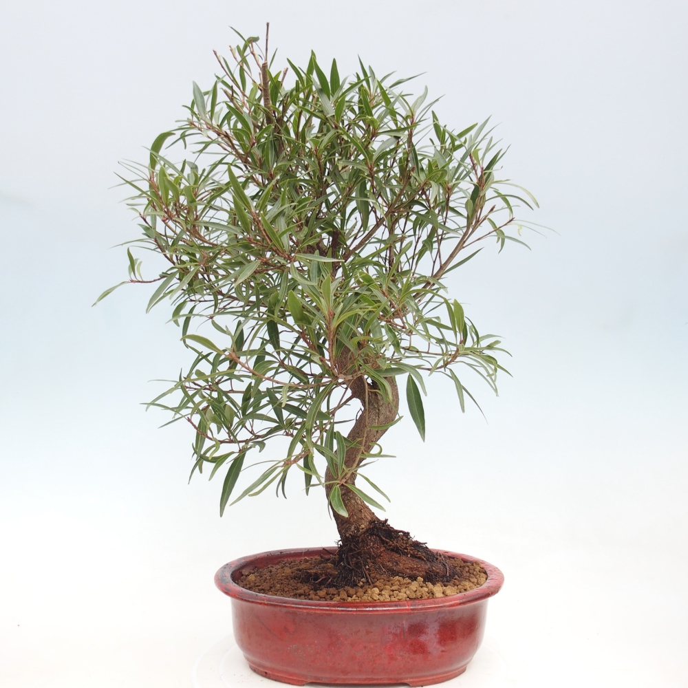 Pokój bonsai - Ficus nerifolia - figowiec drobnolistny
