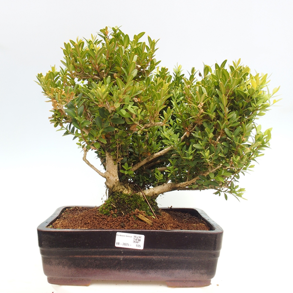 Bonsai ogrodowe - Buxus sempervirens - bukszpan