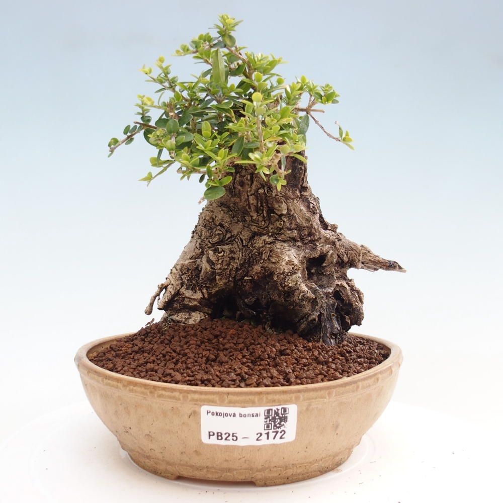Kryte bonsai - Olea europaea sylvestris - Europejska oliwa z małych liści