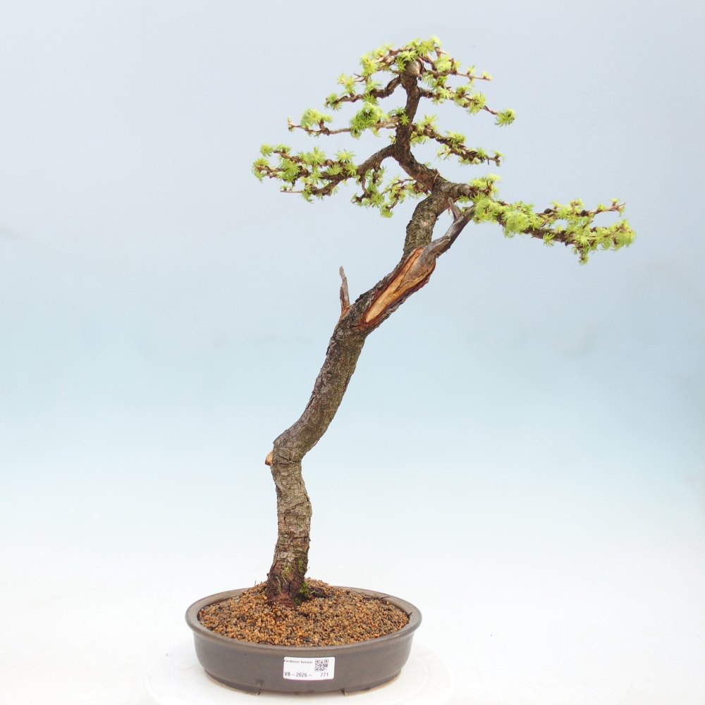 Bonsai zewnętrzne - Larix decidua - Modrzew