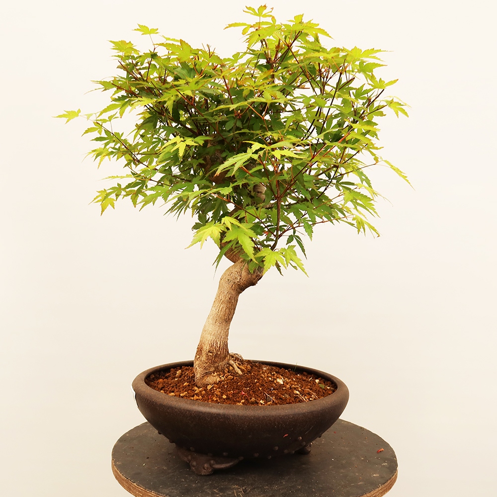 Outdoor bonsai - Klon palmowy - Palmy