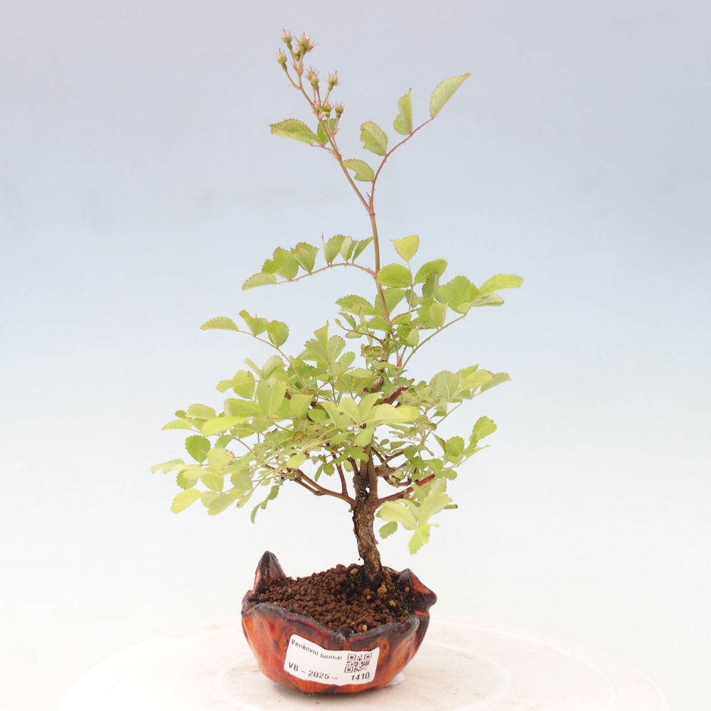 Bonsai na zewnątrz - Rosa sp. - róża drobnokwiatowa