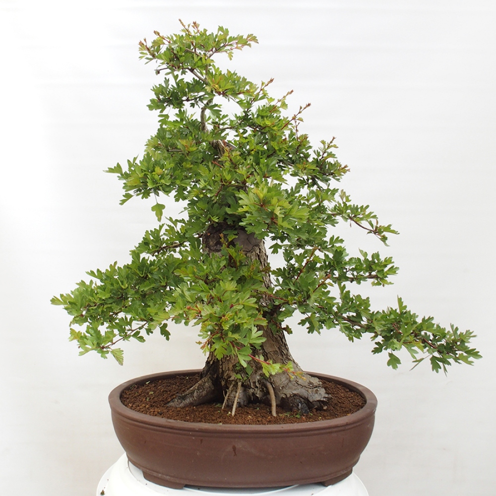 Bonsai zewnętrzne - Głóg - Crataegus monogyna