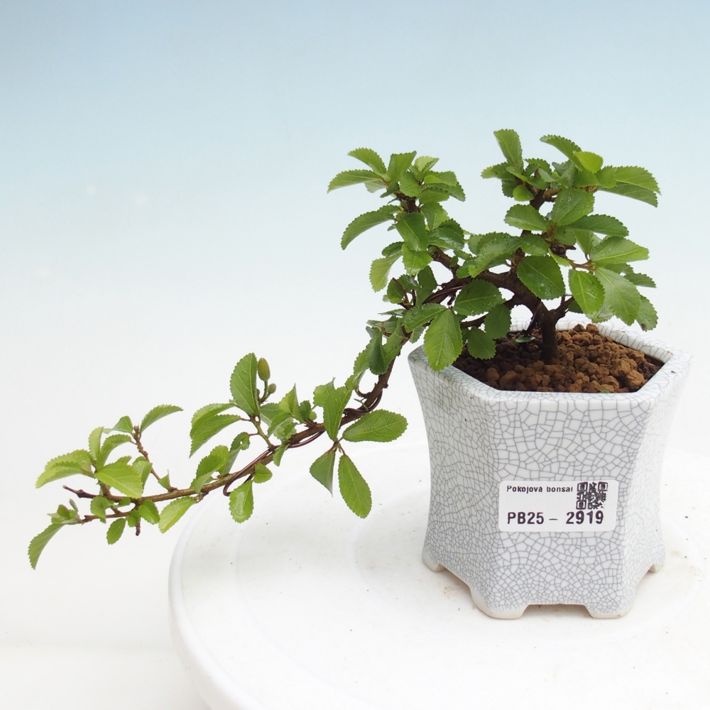 Kryty bonsai - Grewia occidentalis - Lawendowa gwiazda