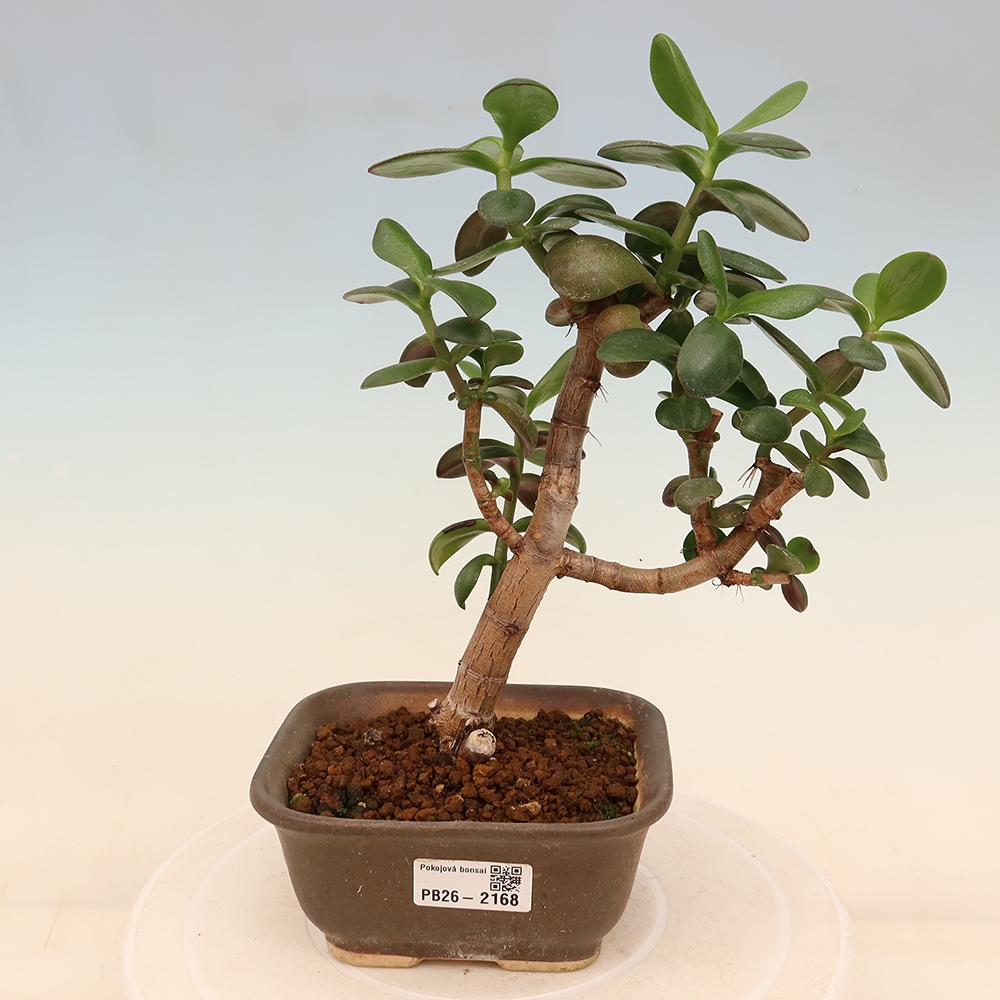 Pokój bonsai - Portulakaria Afra - Tlustice