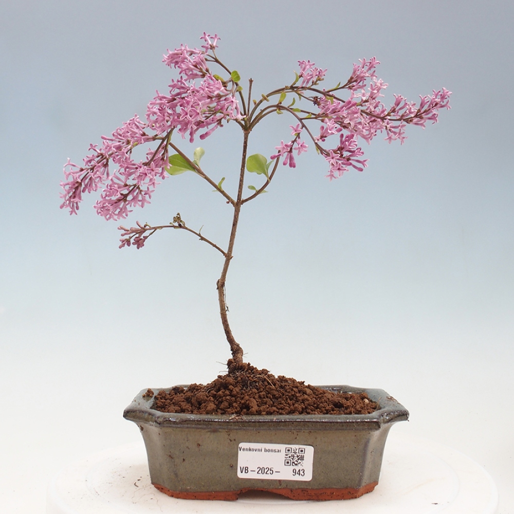 Bonsai zewnętrzne - Syringa Meyeri Palibin - Liliowy Meyera