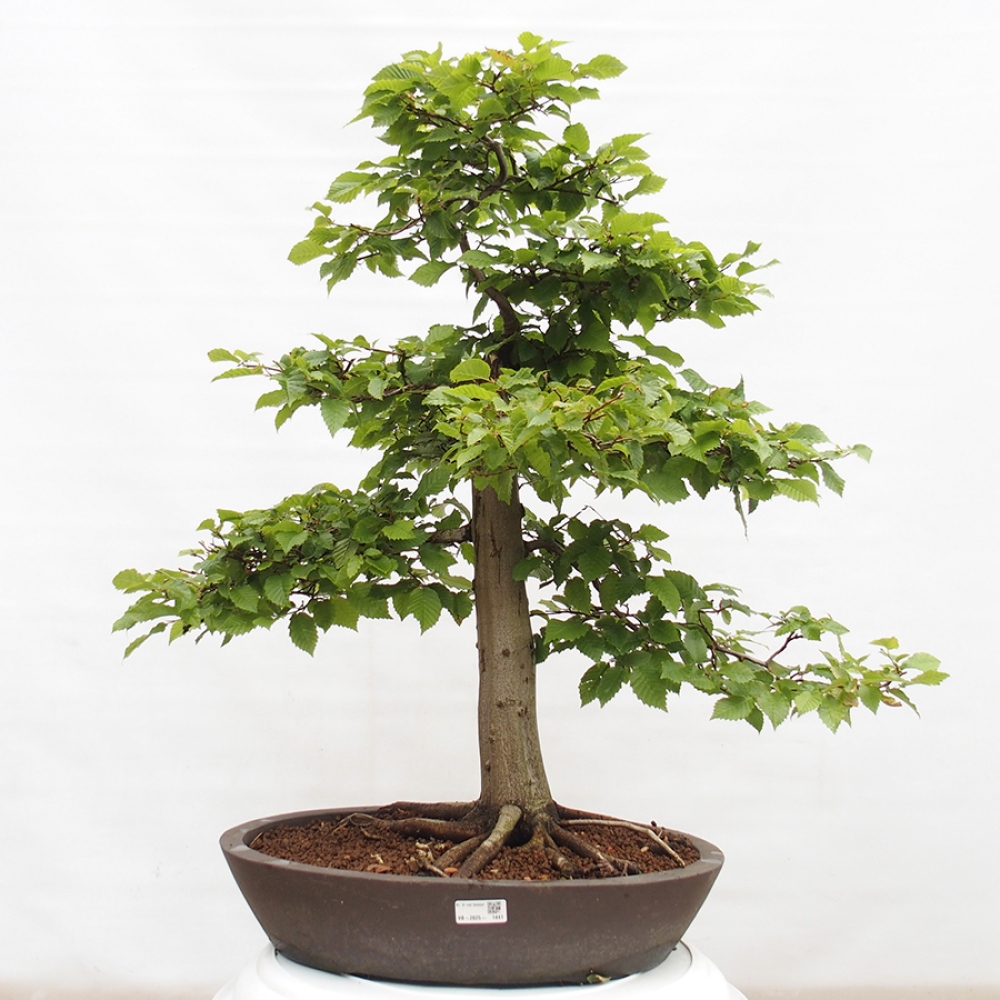 Bonsai zewnętrzne - Grab - Carpinus betulus