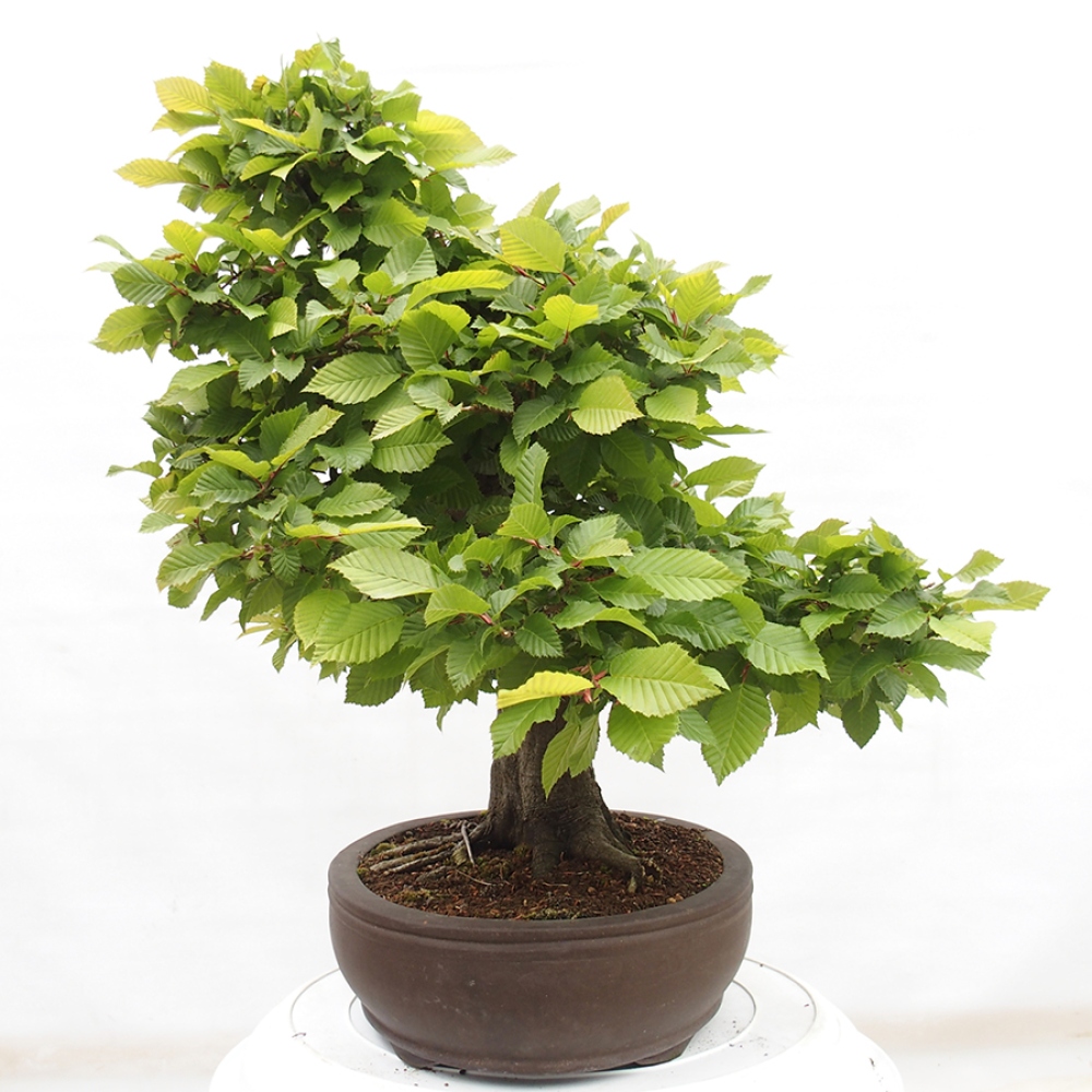 Bonsai zewnętrzne - Grab - Carpinus betulus