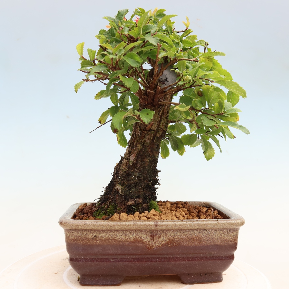 Bonsai zewnętrzne - Zelkova - Zelkova NIRE