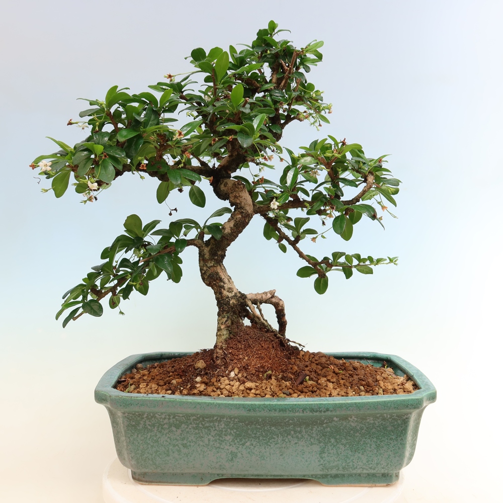 Bonsai pokojowe - Carmona macrophylla - Tea fuki