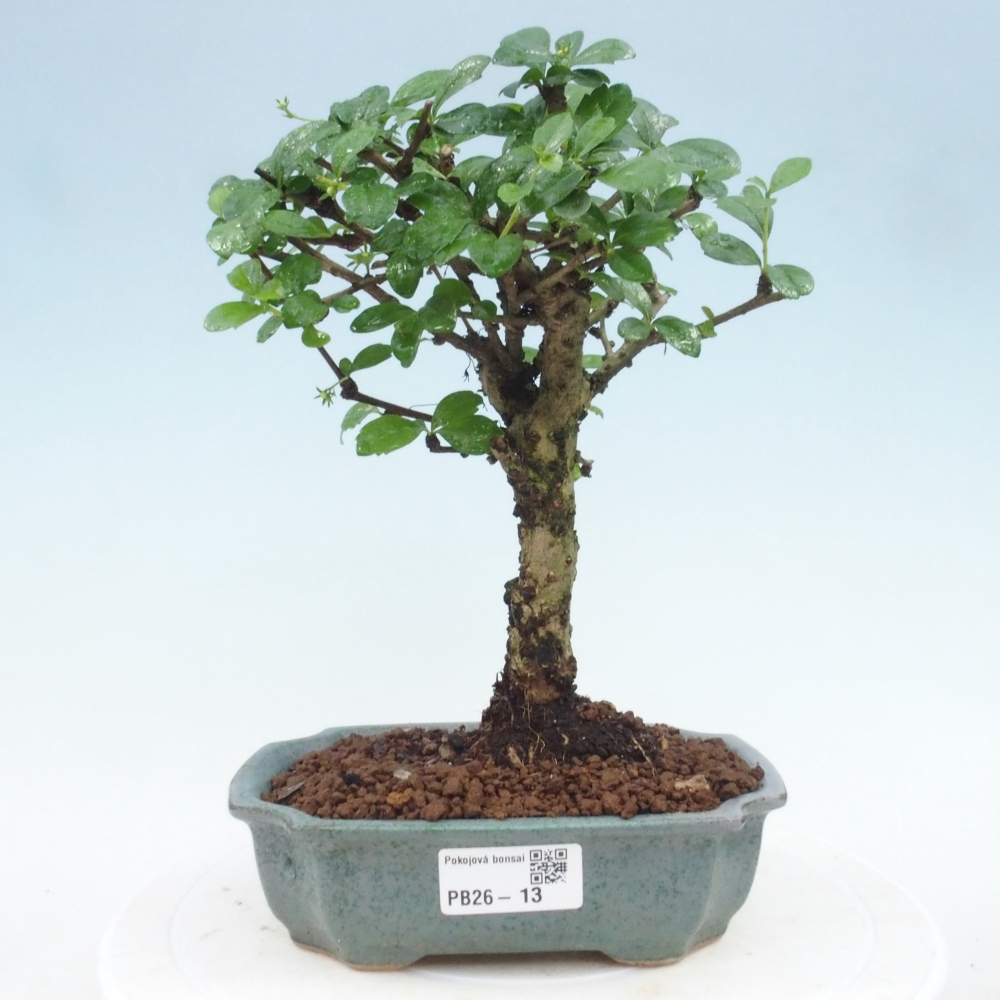 Bonsai pokojowe - Carmona macrophylla - Tea fuki