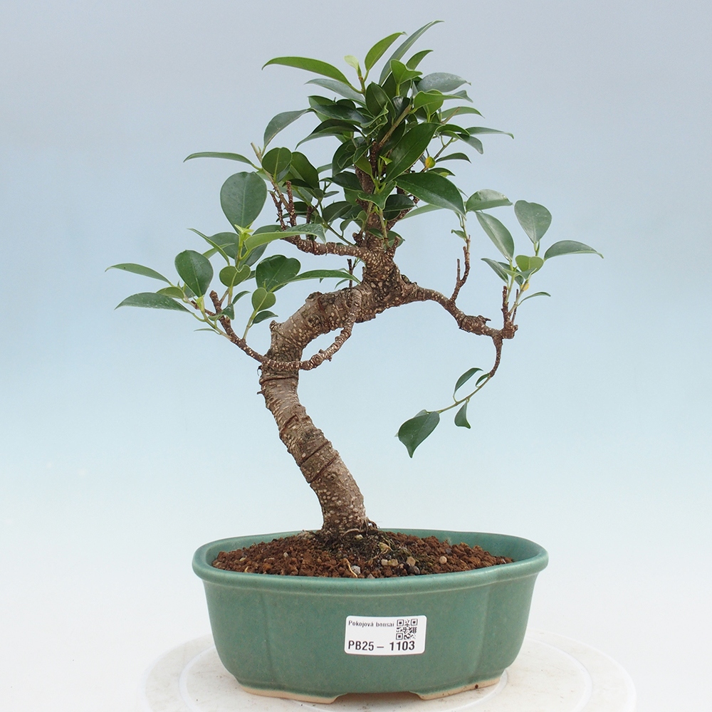 Kryty bonsai - Ficus retusa - figowiec drobnolistny