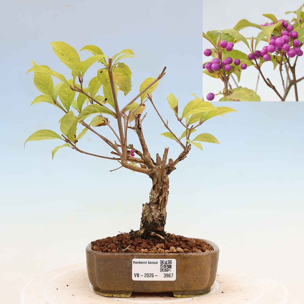 Bonsai ogrodowe – pięknoowocówka – Callicarpa bodinierova ‘Profusion’