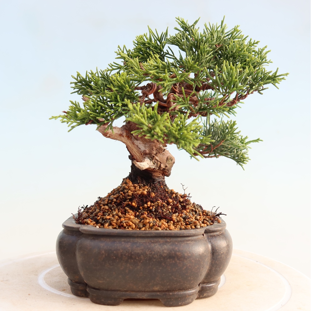 Outdoor bonsai - Juniperus chinensis Itoigawa - Jałowiec chiński