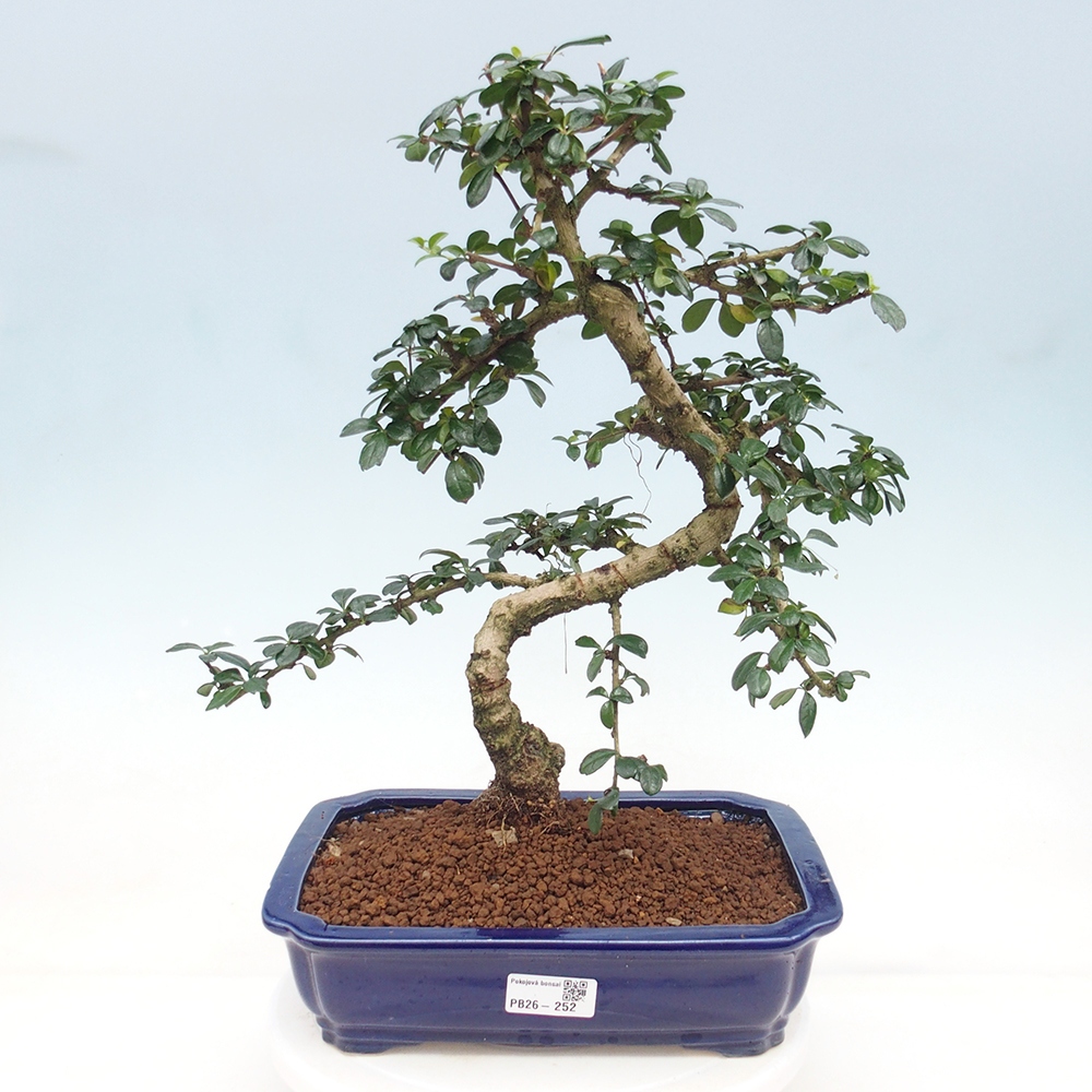 Bonsai pokojowe - Carmona macrophylla - Tea fuki
