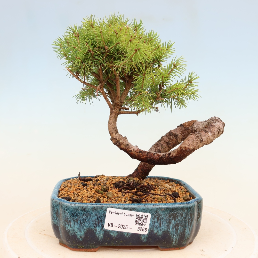 Outdoor bonsai - Świerk pospolity - Picea glauca globe