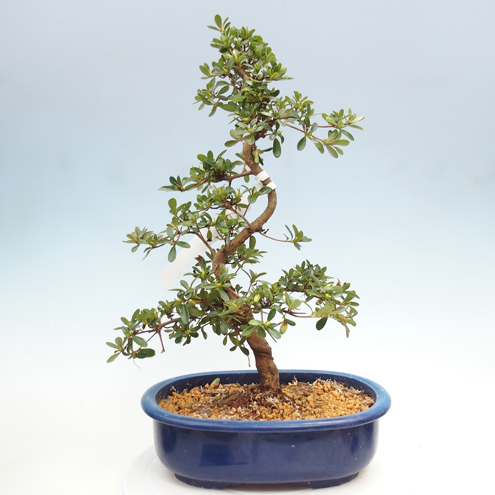 Bonsai zewnętrzne - Azalia japońska - Azalia Asahi-no-izumi