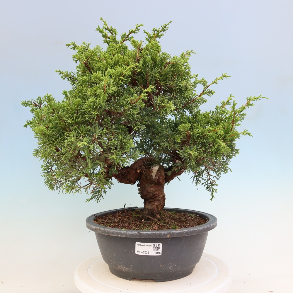 Bonsai ogrodowe – Juniperus chinensis Itoigawa – jałowiec chiński