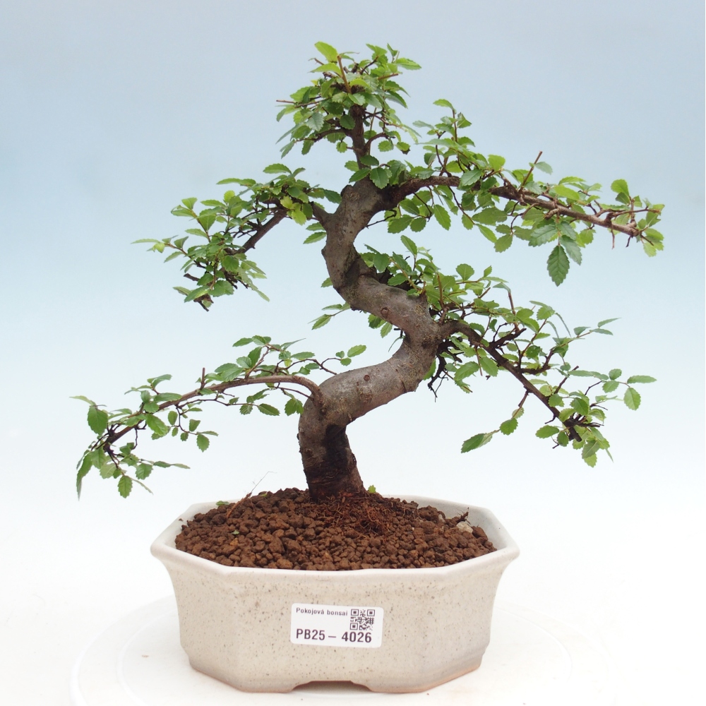 Pokój bonsai - Ulmus parvifolia - Wiąz drobnolistny